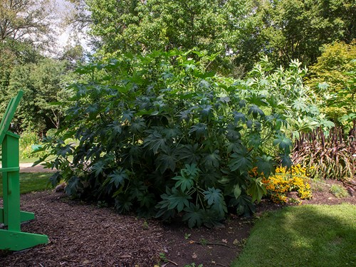 'Zanzibariensis' Castor Bean (Ricinus communis Zanzibariensis)